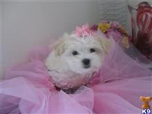maltese puppy posted by Elegant Babies